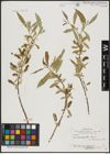 Foto von Salix acmophylla Boiss.